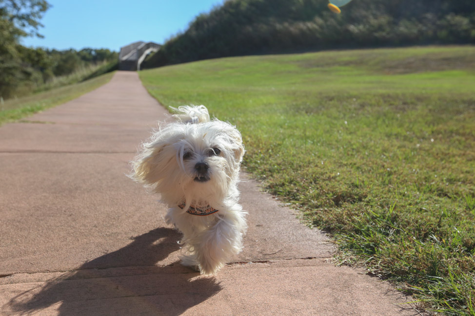 Pet-Friendly Travel to Macon, Georgia