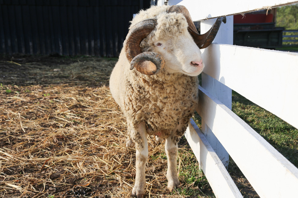 Visiting Shake Village in Kentucky