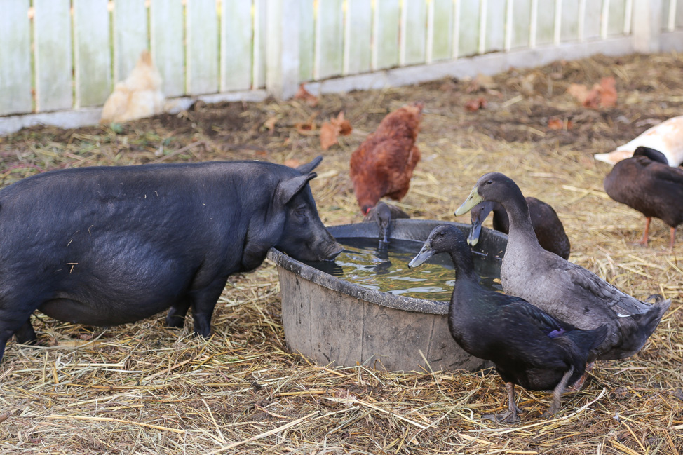 Visiting Shaker Village in Kentucky