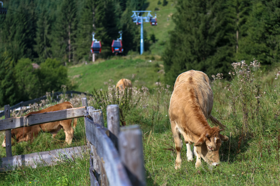 How to Plan an Epic Road Trip through the Alps