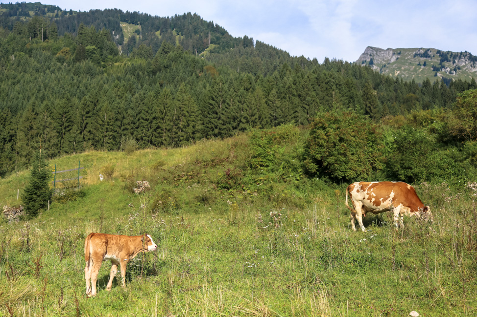 How to Plan an Epic Road Trip through the Alps