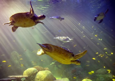 seaworldturtles.jpg