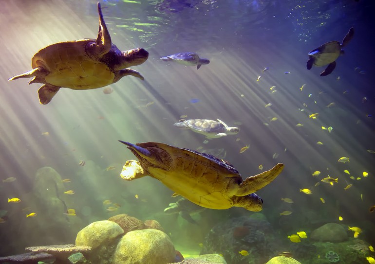 seaworldturtles.jpg