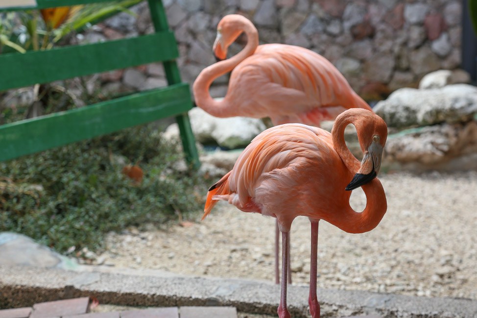 Visiting the Sea Aquarium in Curacao