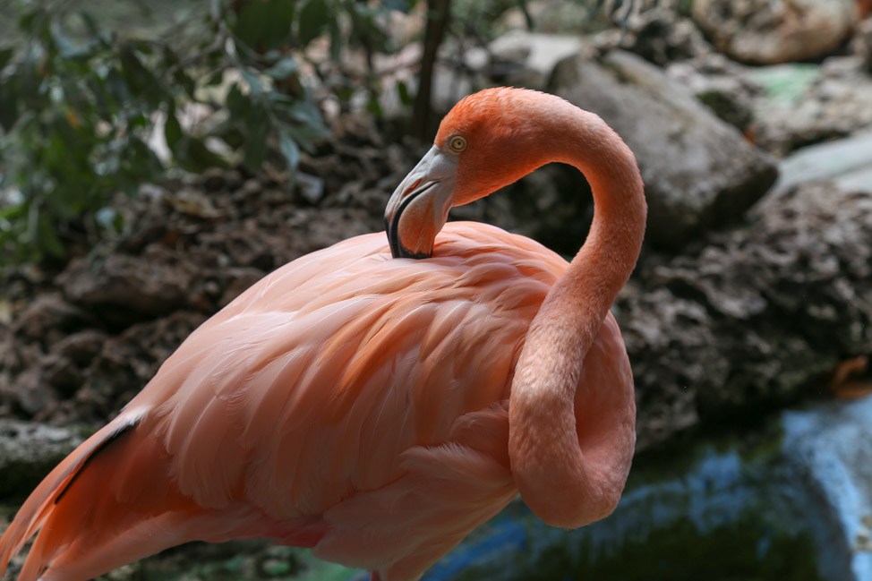 Visiting the Sea Aquarium in Curacao