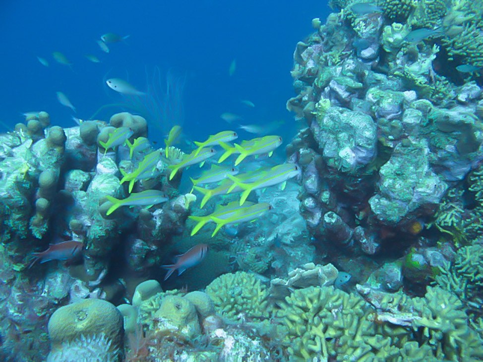 Visiting the Sea Aquarium in Curacao