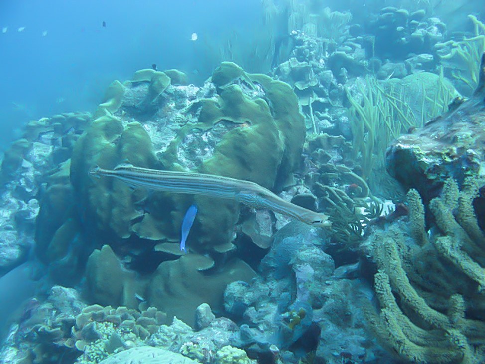 Visiting the Sea Aquarium in Curacao