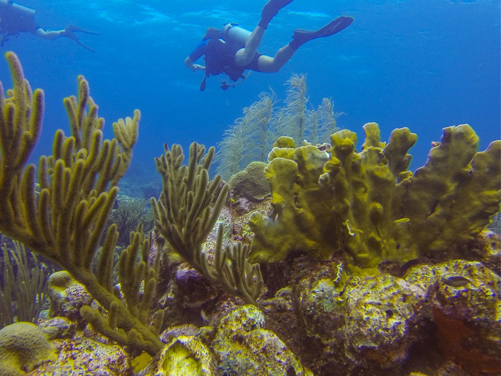 Diving in Curacao with Ocean Encounters