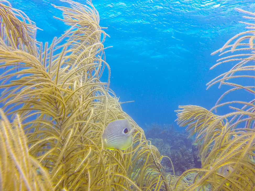 Diving in Curacao with Ocean Encounters