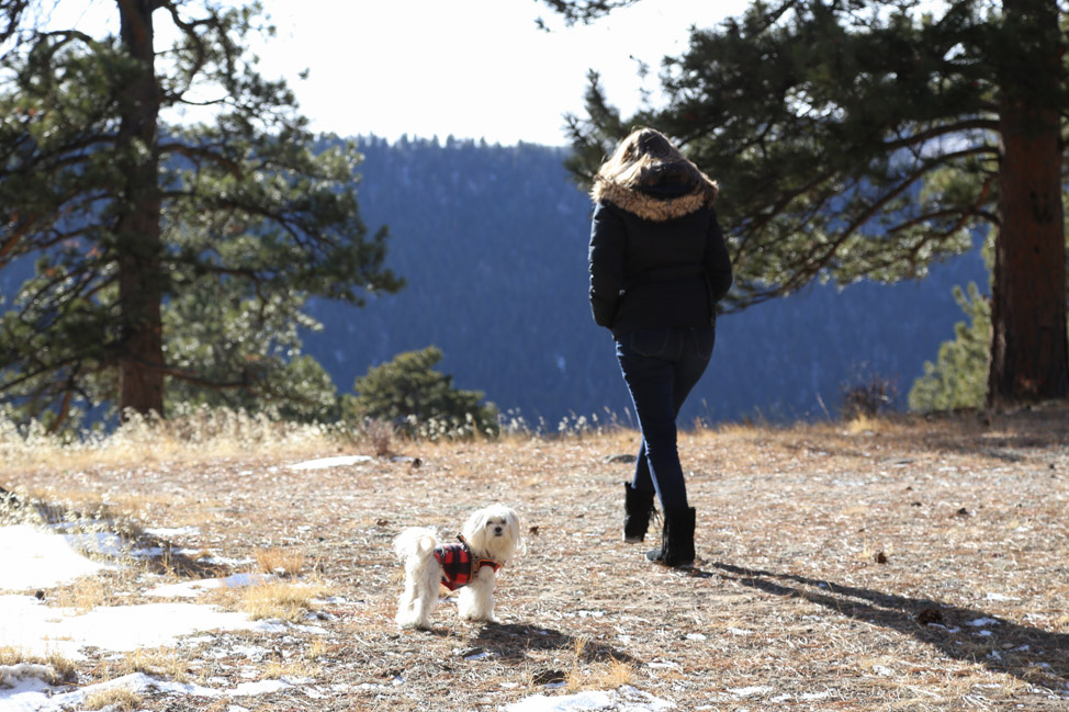 Pet-Friendly Travel: Colorado with Dogs