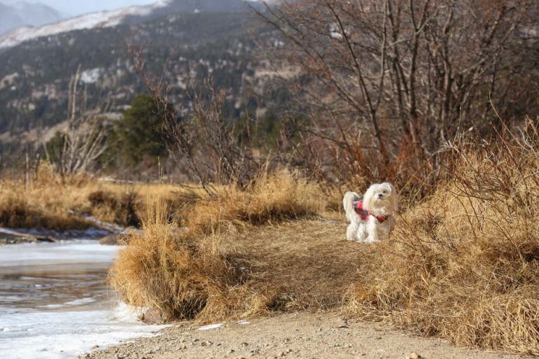 pet-friendly-colorado-8.jpg