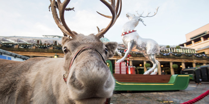 Reindeer in Covent Garden