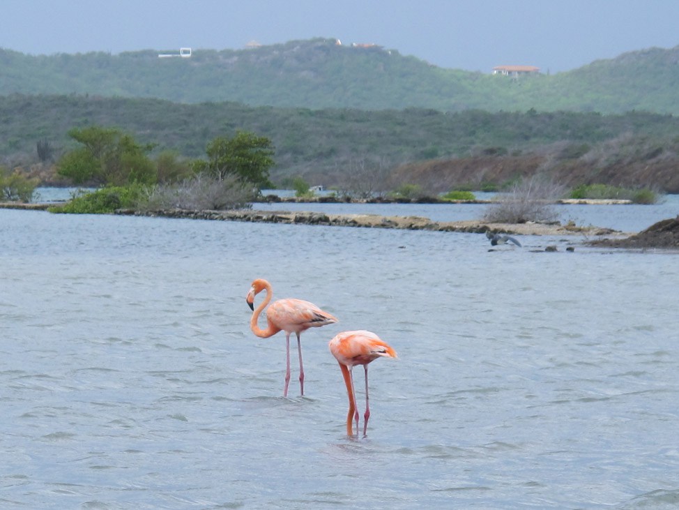 Flamingos + Beaches: The West Coast of Curacao