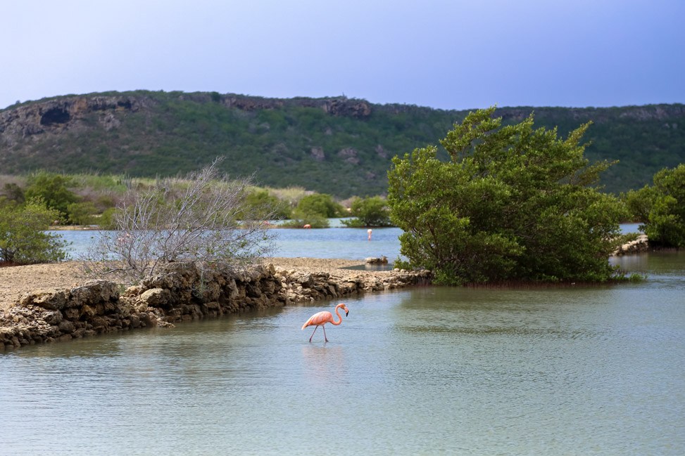 Flamingos + Beaches: The West Coast of Curacao