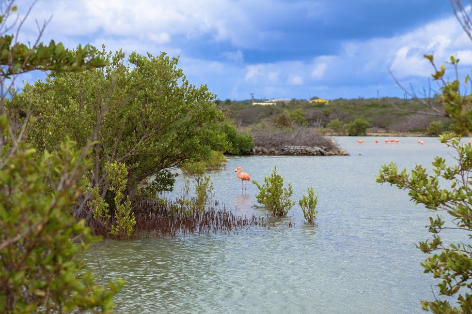 Flamingos + Beaches: The West Coast of Curacao