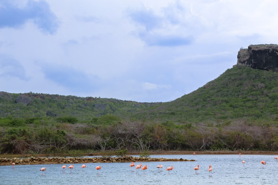 Flamingos + Beaches: The West Coast of Curacao