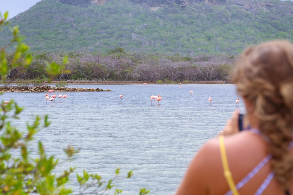 Flamingos + Beaches: The West Coast of Curacao