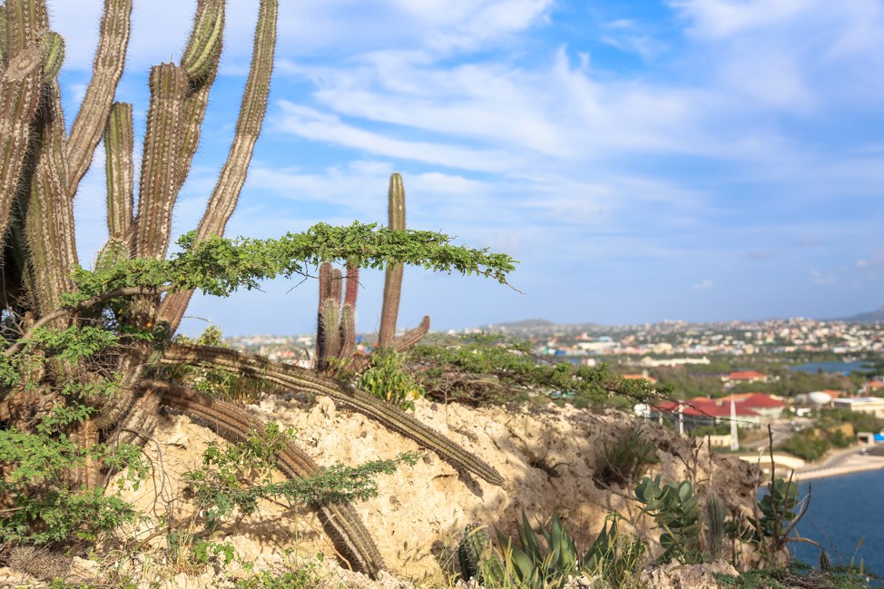 Flamingos + Beaches: The West Coast of Curacao