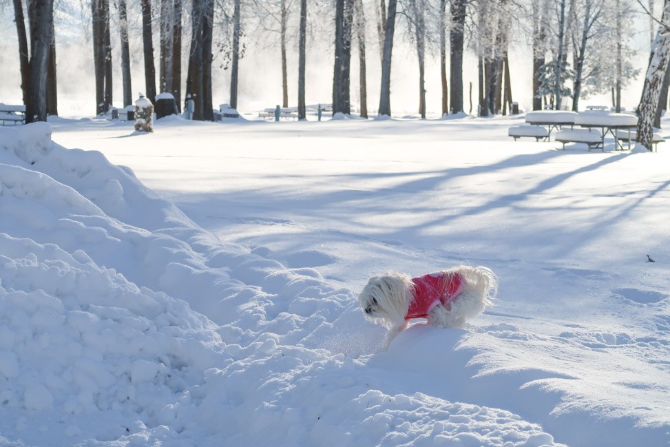 Mazama Moment: Pet-Friendly Travel in the Washington Mountains