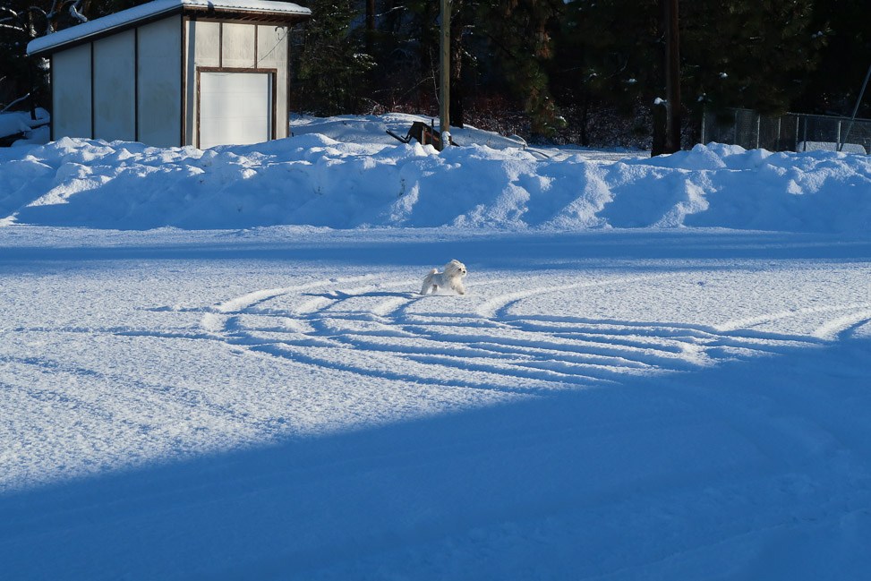 Mazama Moment: Pet-Friendly Travel in the Washington Mountains