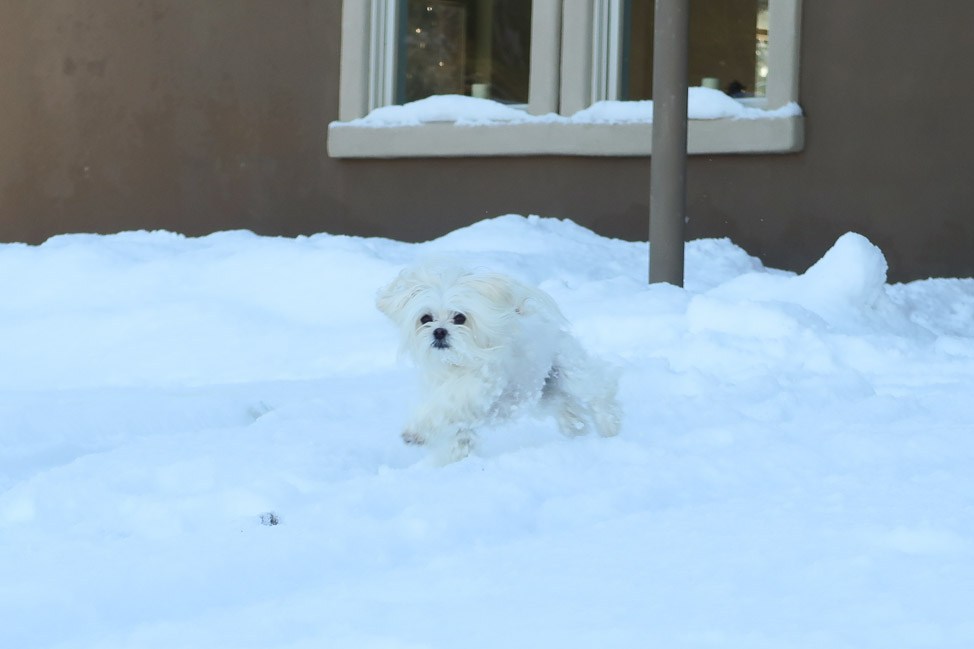 Mazama Moment: Pet-Friendly Travel in the Washington Mountains