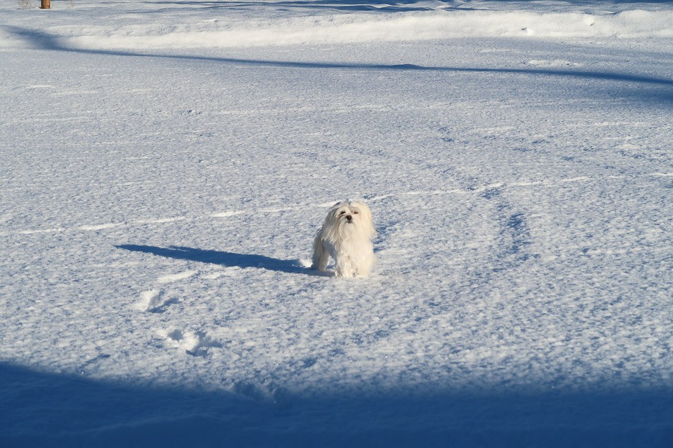 Mazama Moment: Pet-Friendly Travel in the Washington Mountains