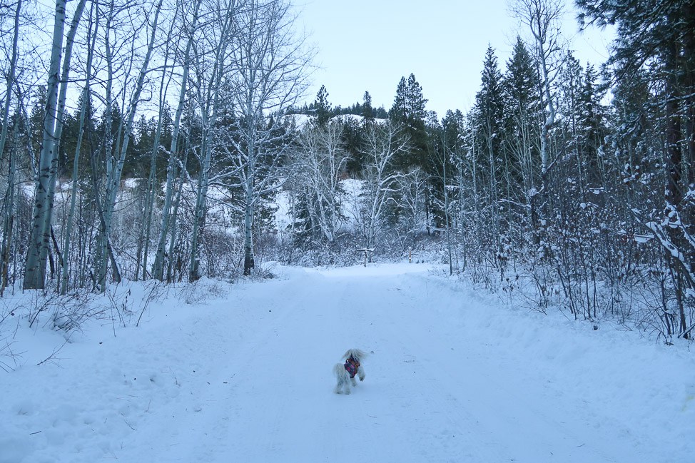 Mazama Moment: Pet-Friendly Travel in the Washington Mountains