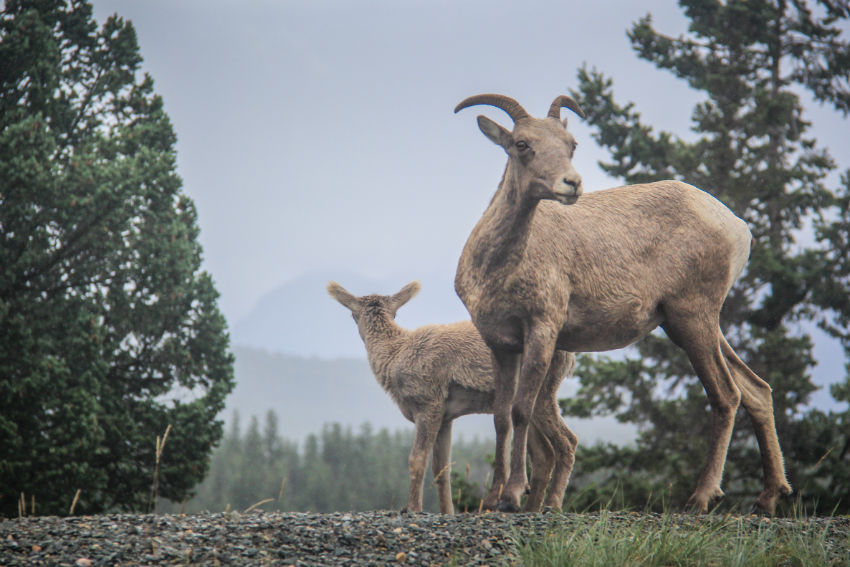 mountain-goat