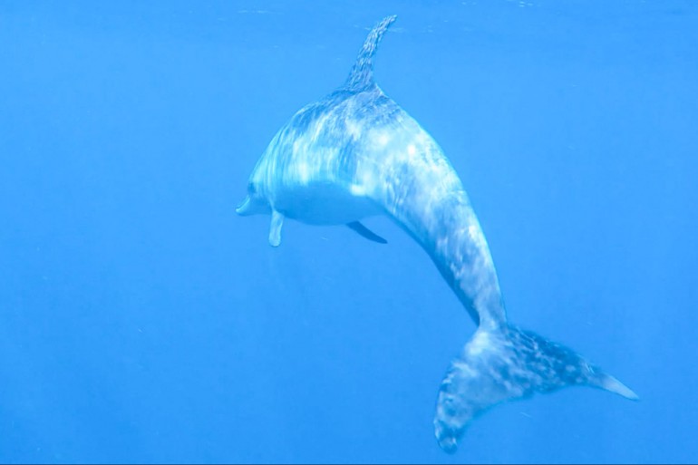 dolphin-1.jpg