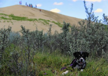 great-sandhills-saskatchewan-indie-puppy-1024x683.jpg