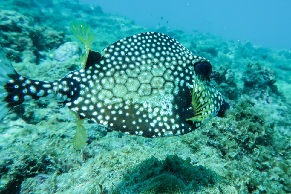 Underwater Grenada: Going Deep into the Marine Sculpture Park