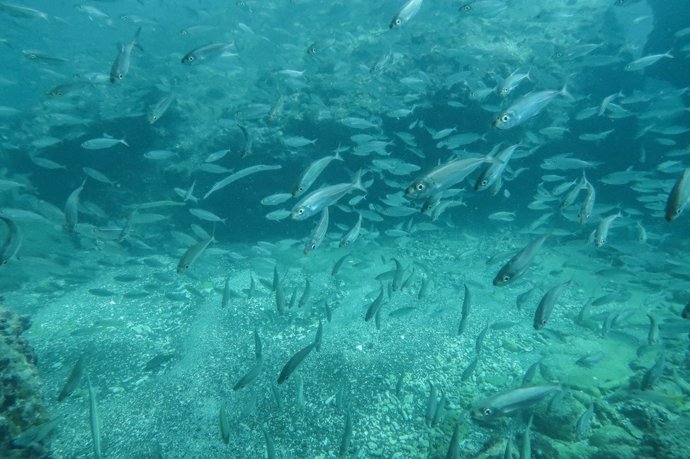 Underwater Grenada: Going Deep into the Marine Sculpture Park