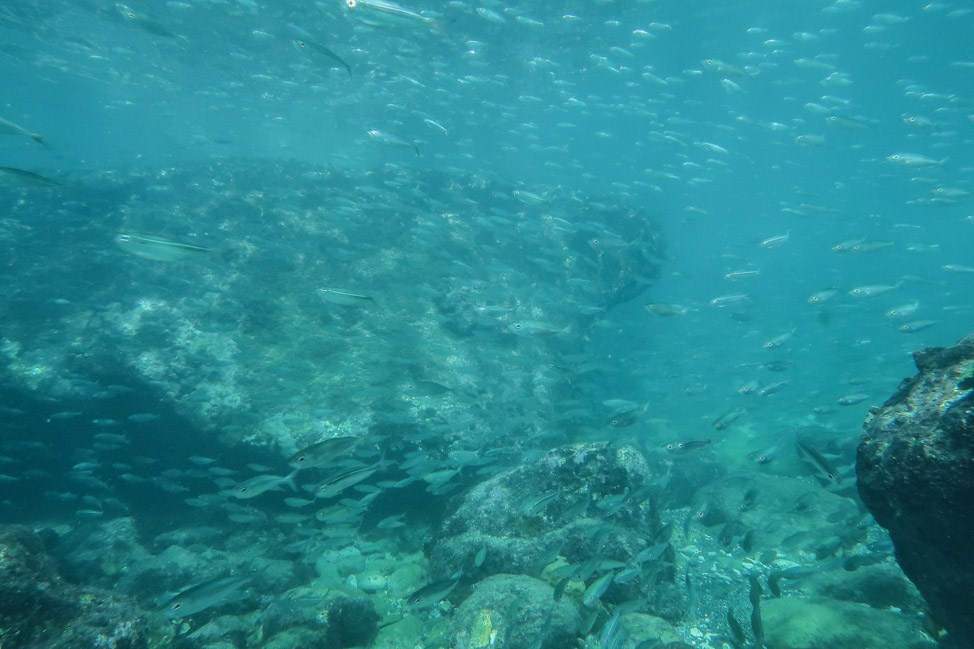 Underwater Grenada: Going Deep into the Marine Sculpture Park