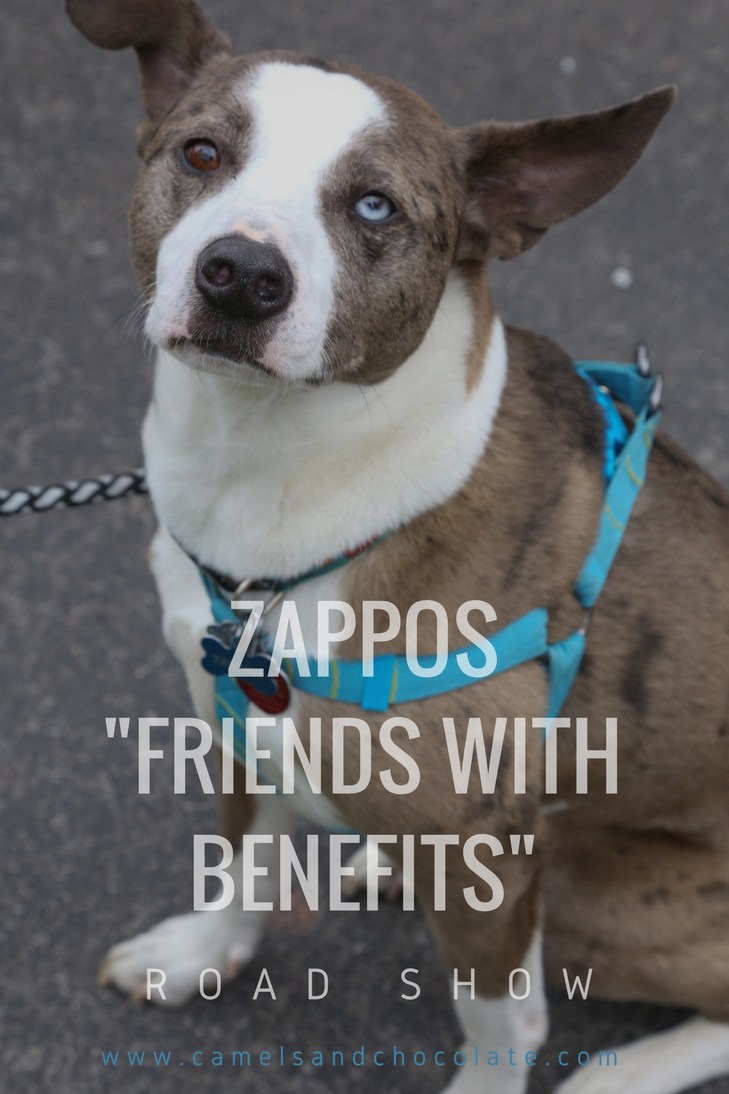 #ZapposRoadShow Travels the Country: Shop for Clothes, Eat Good Food, Adopt a Dog — why wouldn't you come out?