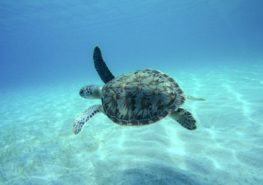 Hawksbill turtle in clear water
St. John
U.S. Virgin Islands