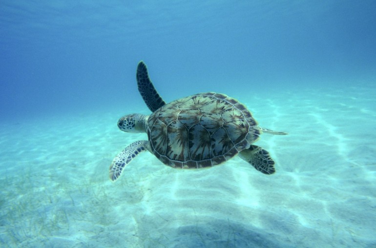 Hawksbill turtle in clear water
St. John
U.S. Virgin Islands