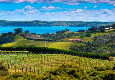 Vineyards, Waiheke Island, Hauraki Gulf, near Auckland, New Zealand