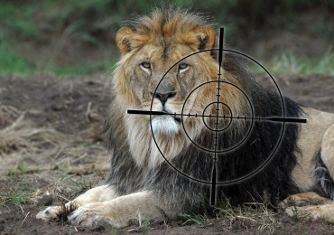 South Africa 2010 | lion Neo with reticle.
South Africa is also a paradise for hunters - Thousand of hunting tourists from Europe and the USA travel to the region  they bring home dead animals instead of photos as souvenirs. Nearly all wild species are available  its just a question of money. An especially perfidious form of trophy hunting is Canned Hunting of lions.