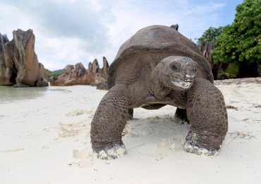 Seychellen, Insel Curieuse, Curieuse Island,Seychellen-Riesenschildkröten (Aldabrachelys, früher Dispochelys), Seychelles giant tortoise
