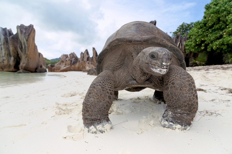 Seychellen, Insel Curieuse, Curieuse Island,Seychellen-Riesenschildkröten (Aldabrachelys, früher Dispochelys), Seychelles giant tortoise